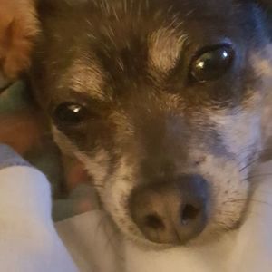 Meet your Posher, Vincent